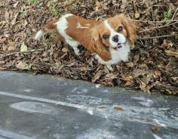 Lost Female Dog last seen Lloyd road, Wiggins mill road, governor hunt road, st rose church road, 42 W papa jacks grill, Lucama, NC 27851