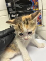Shelter Stray Female Cat last seen Near E Caldwell Ave, City of Knoxville ASO, TN, 3201 Division St, Knoxville, TN 37919, USA