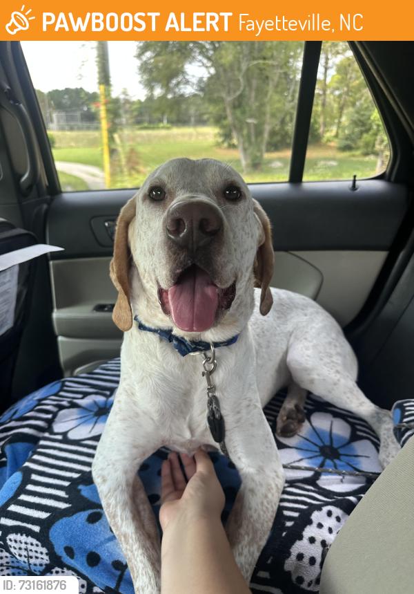 Found/Stray Male Dog last seen Cumberland Animal Services, Fayetteville, NC 28306