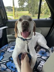 Found/Stray Male Dog last seen Cumberland Animal Services, Fayetteville, NC 28306