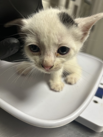 Shelter Stray Female Cat last seen Near E Caldwell Ave, City of Knoxville ASO, TN, 3201 Division St, Knoxville, TN 37919, USA