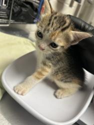 Shelter Stray Female Cat last seen Near E Caldwell Ave, City of Knoxville ASO, TN, 3201 Division St, Knoxville, TN 37919, USA