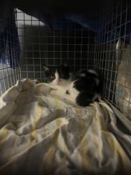 Shelter Stray Unknown Cat last seen Near Pearis Rd, 70791, LA, 2550 Gourrier Ave, Baton Rouge, LA 70820, USA