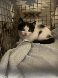 Shelter Stray Unknown Cat last seen Near Pearis Rd, 70791, LA, 2550 Gourrier Ave, Baton Rouge, LA 70820, USA