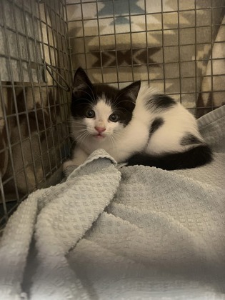 Shelter Stray Unknown Cat last seen Near Pearis Rd, 70791, LA, 2550 Gourrier Ave, Baton Rouge, LA 70820, USA