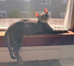 Reunited Male Cat last seen Ivy Way between Harcourt and Thorman, Keizer, OR 97303