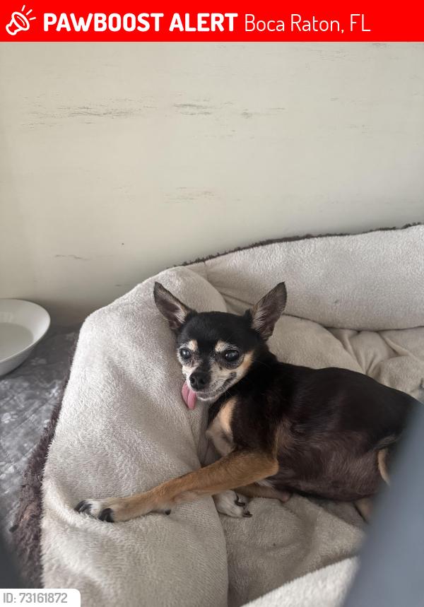 Lost Female Dog last seen Lake George, Boca Raton, FL 33431