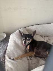 Lost Female Dog last seen Lake George, Boca Raton, FL 33431