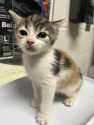 Shelter Stray Female Cat last seen Near E Caldwell Ave, City of Knoxville ASO, TN, 3201 Division St, Knoxville, TN 37919, USA