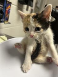 Shelter Stray Female Cat last seen Near E Caldwell Ave, City of Knoxville ASO, TN, 3201 Division St, Knoxville, TN 37919, USA