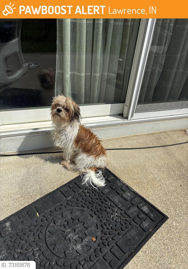 Found/Stray Male Dog last seen Sjadeland, Lawrence, IN 46226
