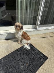 Found/Stray Male Dog last seen Sjadeland, Lawrence, IN 46226