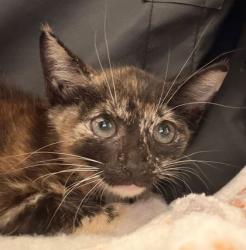 Shelter Stray Female Cat last seen Texas Ave / Brentwood Dr, City of College Station, TX, 5359 Leonard Rd, Bryan, TX 77807, USA