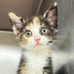 Shelter Stray Female Cat last seen Connie Ln and Cynthia Dr, Brazos County, TX, 5359 Leonard Rd, Bryan, TX 77807, USA