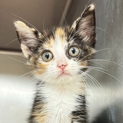 Shelter Stray Female Cat last seen Connie Ln and Cynthia Dr, Brazos County, TX, 5359 Leonard Rd, Bryan, TX 77807, USA