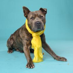Shelter Stray Male Dog last seen Near SUNSET AVE NW, Atlanta, GA, 1251 Fulton Industrial Blvd NW, Atlanta, GA 30336, USA