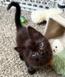 Shelter Stray Male Cat last seen 51st and Pitman, 64133, MO, 7077 Elmwood Ave, Kansas City, MO 64132, USA