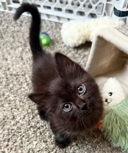 Shelter Stray Male Cat last seen 51st and Pitman, 64133, MO, 7077 Elmwood Ave, Kansas City, MO 64132, USA
