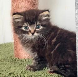 Shelter Stray Male Cat last seen Tracy Ave and E 63rd St, KCMO, 64110, 64110, MO, 7077 Elmwood Ave, Kansas City, MO 64132, USA