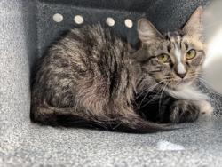 Shelter Stray Female Cat last seen Near WESTCREEK DR, South District, TX, 355 Hillshire Dr, Haslet, TX 76052, USA
