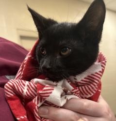 Shelter Stray Male Cat last seen Near Elm Ave, Sheridan City, IN, 10501 Hague Rd, Fishers, IN 46038, USA