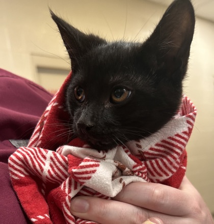 Shelter Stray Male Cat last seen Near Elm Ave, Sheridan City, IN, 10501 Hague Rd, Fishers, IN 46038, USA