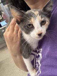 Shelter Stray Female Cat last seen Near high point dr, City of Round Rock, TX, 1855 SE Inner Loop, Georgetown, TX 78626, USA