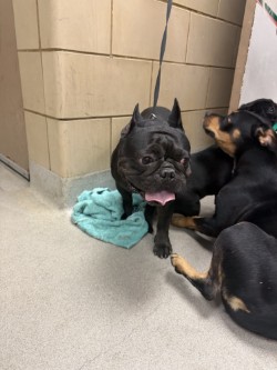 Shelter Stray Male Dog last seen new some, 75149, TX, 1650 Gross Rd, Mesquite, TX 75149, USA