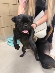 Shelter Stray Female Dog last seen new some, 75149, TX, 1650 Gross Rd, Mesquite, TX 75149, USA