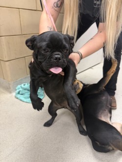 Shelter Stray Female Dog last seen new some, 75149, TX, 1650 Gross Rd, Mesquite, TX 75149, USA