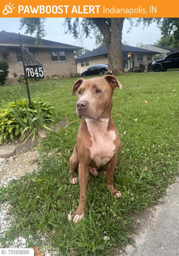 Found/Stray Male Dog last seen Lawrence, Indianapolis, IN 46226