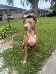 Found/Stray Male Dog last seen Lawrence, Indianapolis, IN 46226
