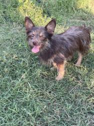Lost Male Dog last seen Near n 1st st 75158, Scurry, TX 75158