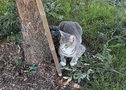 Lost Male Cat last seen Near by new berry point in crowley tc, Crowley, TX 76036