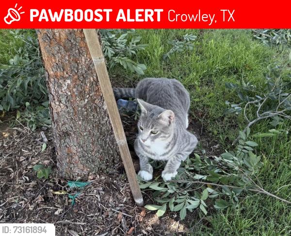 Lost Male Cat last seen Near by new berry point in crowley tc, Crowley, TX 76036