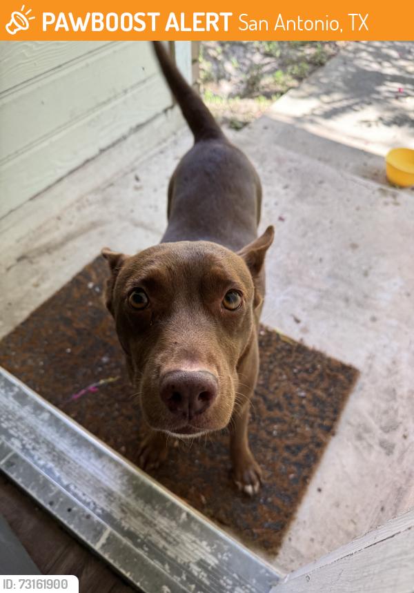 Found/Stray Female Dog last seen Rue de lis, San Antonio, TX 78250