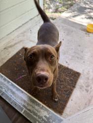 Found/Stray Female Dog last seen Rue de lis, San Antonio, TX 78250