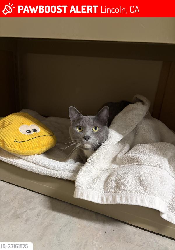Lost Female Cat last seen Ashley Place, Lincoln, Lincoln, CA 95648