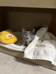 Lost Female Cat last seen Ashley Place, Lincoln, Lincoln, CA 95648