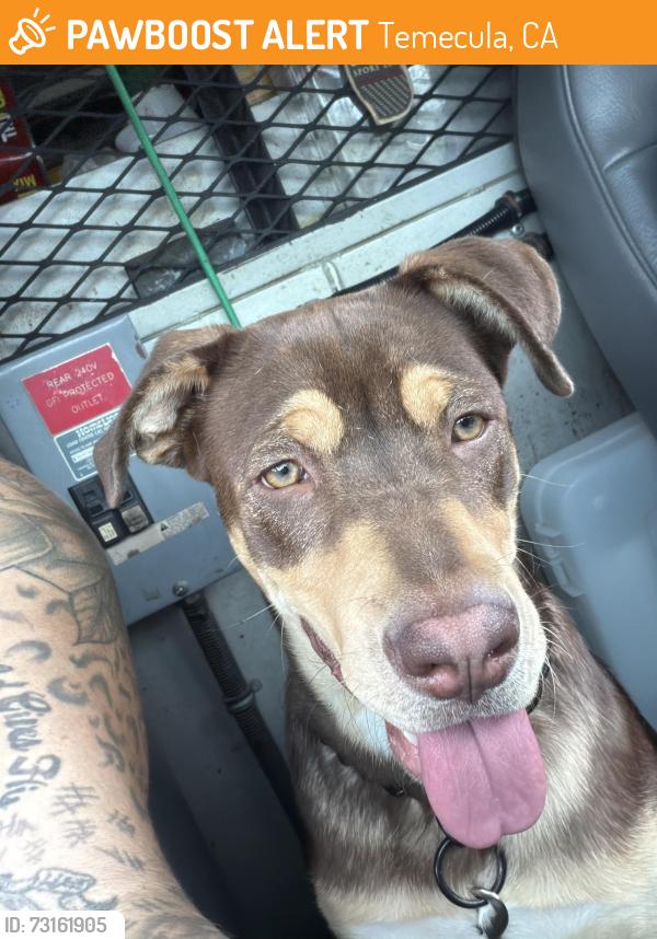 Found/Stray Female Dog last seen Rancho, Temecula, CA 92591