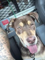 Found/Stray Female Dog last seen Rancho, Temecula, CA 92591