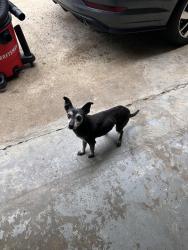 Lost Female Dog last seen Neighborhood by line creek rd, South Fulton, GA 30213