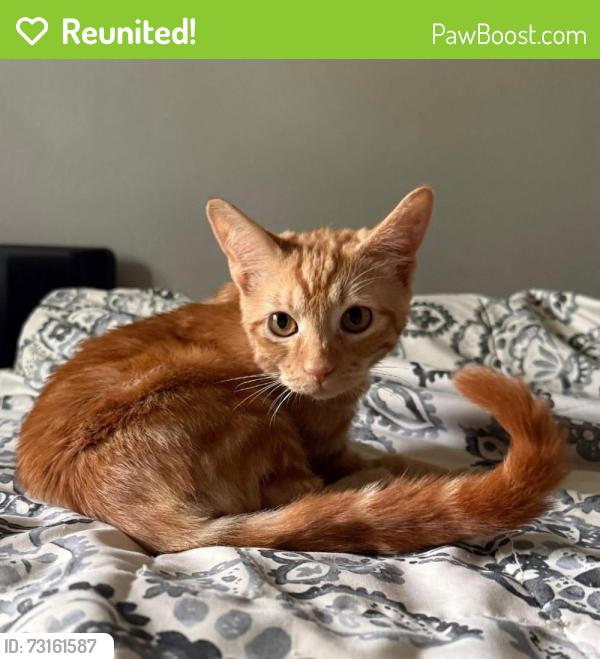 Reunited Male Cat last seen 6th and Collyer St, Longmont, CO 80501