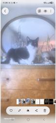 Lost Male Cat last seen Brodhead rd, Glenwillard, PA 15046