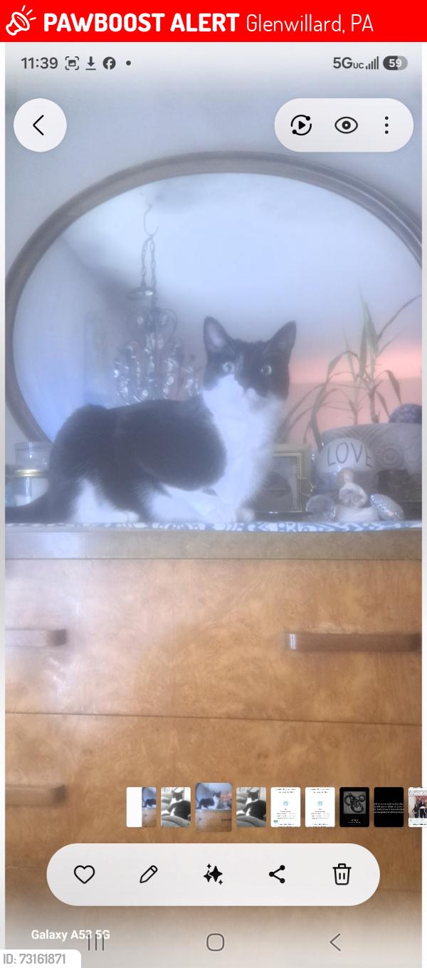 Lost Male Cat last seen Brodhead rd, Glenwillard, PA 15046