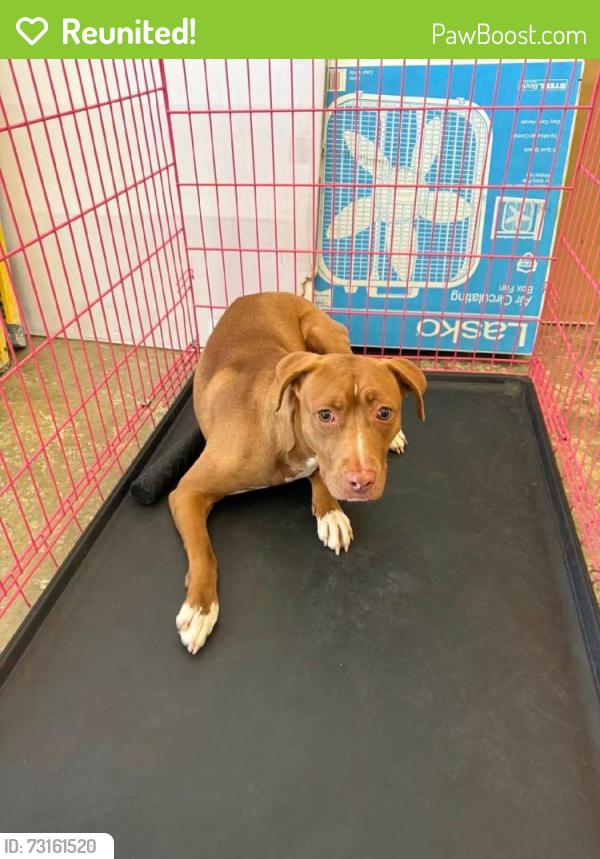 Reunited Female Dog last seen Richmond Ave N, Lehigh Acres, FL, USA, Lehigh Acres, FL 33972