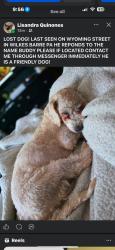 Lost Male Dog last seen Kidder street wilkes barre pa 18705, Wilkes-Barre, PA 18705