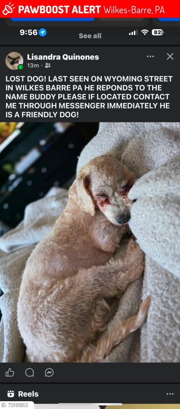 Lost Male Dog last seen Kidder street wilkes barre pa 18705, Wilkes-Barre, PA 18705