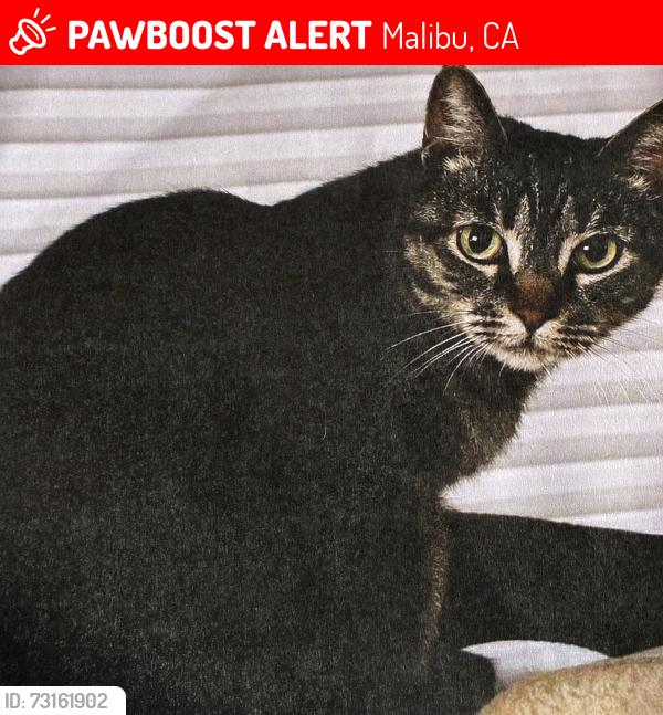 Lost Female Cat last seen Point Dume Club Mobile Home Park, Malibu, CA 90265
