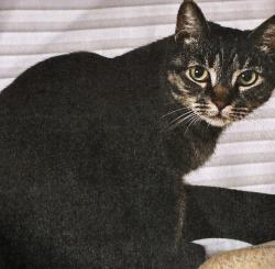 Lost Female Cat last seen Point Dume Club Mobile Home Park, Malibu, CA 90265